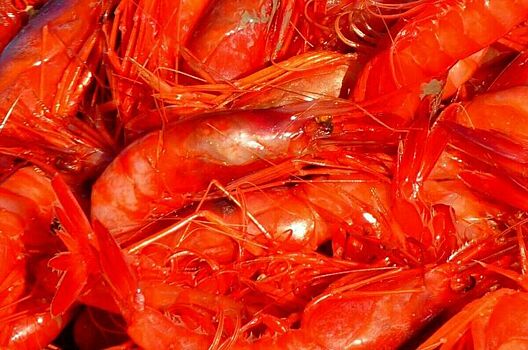 Минсельхоз ограничил вылов креветки в Японском море