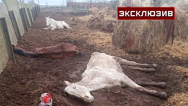 Уволенные сотрудницы скандального конезавода на Ставрополье попросили о помощи