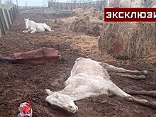 Уволенные сотрудницы скандального конезавода на Ставрополье попросили о помощи