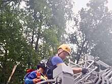 На аэродроме Большое Грызлово парашютист застрял на верхушке 30-метрового дерева