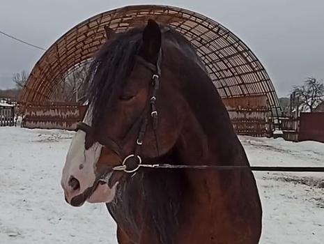 Ферма по восстановлению лошадей открылась в Кстове