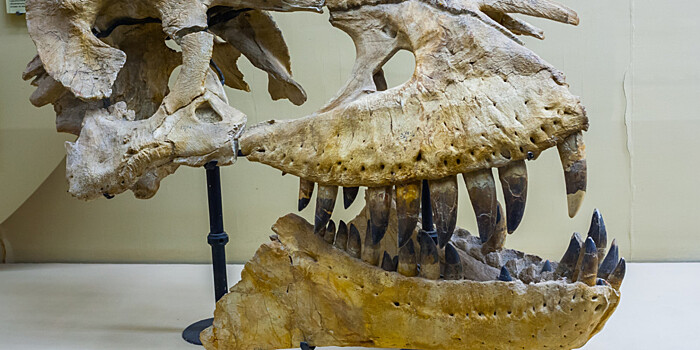 Скелет горгозавра возрастом 77 млн. лет продадут в Нью-Йорке