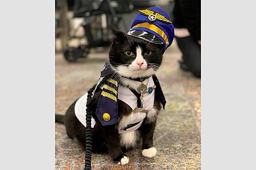 Доброго кота взяли на службу в аэропорт