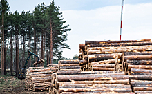 Российские лесные компании пожаловались на поправки к запрету на вывоз сырья