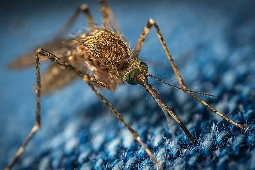 Мартовские комары атаковали москвичей