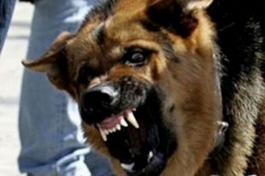 В Красноярске бродячие собаки серьёзно покусали женщину