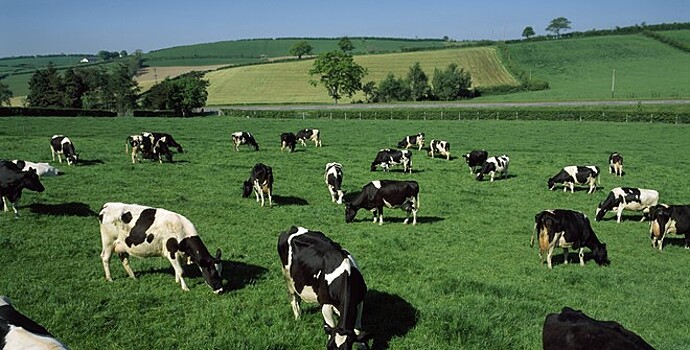 Стадо коров убило молнией в США