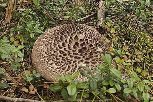 В лесах Ленобласти появились грибы ежовики чешуйчатые