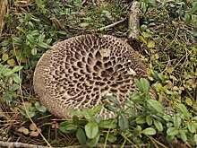 В лесах Ленобласти появились грибы ежовики чешуйчатые