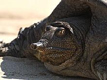 Водяные черепахи в Хабаровском крае пошли на север