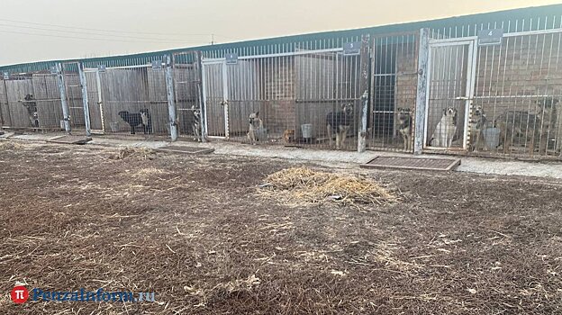 В Пензе ищут подрядчика для отлова бродячих животных