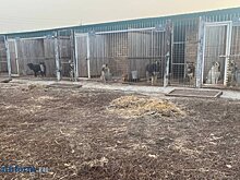 В Пензе ищут подрядчика для отлова бродячих животных