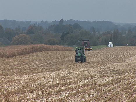 На востоке Калининградской области приступили к уборке кукурузы на зерно