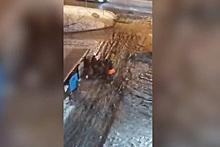 Драка москвичей у мусорных баков за просрочку из «Дикси» попала на видео