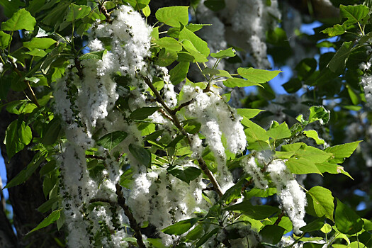 Создан доступный метод получения парацетамола из тополя