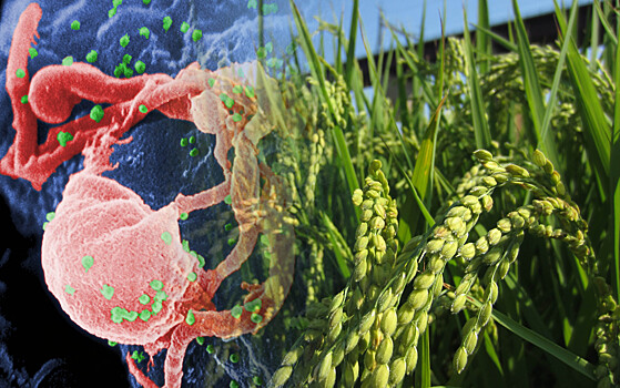 Генетически модифицированный рис поможет бороться с ВИЧ
