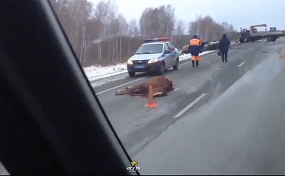 "Волга" сбила лошадь и влетела в грузовик под Новосибирском, есть жертвы