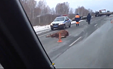 "Волга" сбила лошадь и влетела в грузовик под Новосибирском, есть жертвы