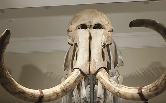 Лучший в России скелет мамонта нашли в Чановском районе