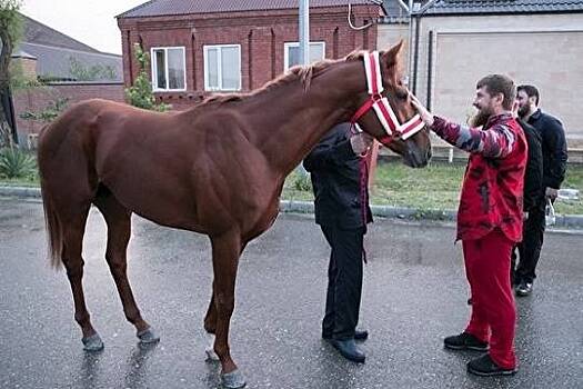 Есть такая профессия - Конюх Кадырова - лошади, имущество и большая ответственность
