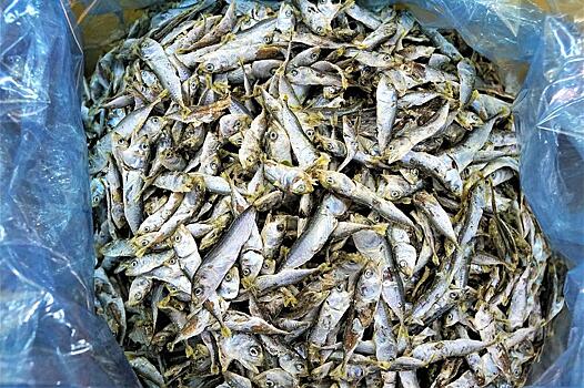 Житель Приморья хранил во дворе дома более шести тонн опасной рыбы