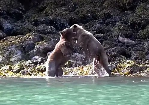 Туристы стали свидетелями брачных игр и жестокой схватки медведей-гризли