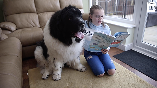 Смотрите, как этот большой пес прививает детям любовь к чтению