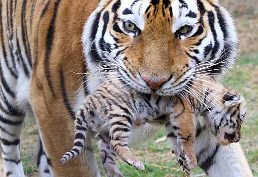 Амурская тигрица родила четырех детенышей в Крыму