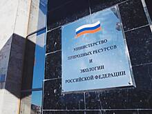 Минприроды отказывается от термина «сплошные рубки»