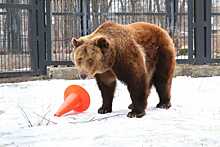 В Воронежском зоопарке из спячки вышли медведи