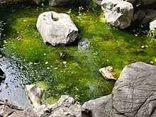 Подаренный китайцами Петербургу Сад Дружбы превратился в руины