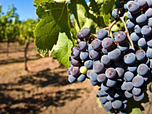 Минсельхоз РФ стал уполномоченным органом по виноделию и виноградарству