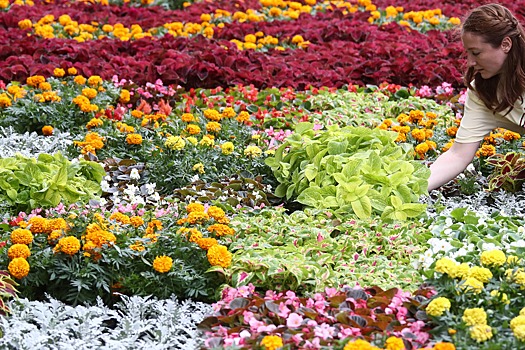 Трехдневный фестиваль цветов пройдет в Нальчике в начале сентября
