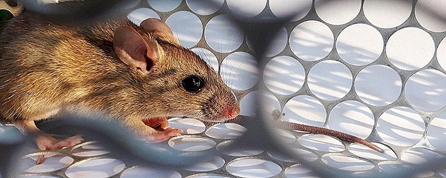 Роспотребнадзор предупредил жителей Волгоградской области о рисках заражения хантавирусом