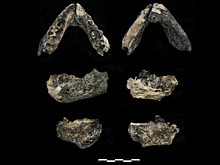 Вид австралопитеков оказался минимум на 100 тысяч лет старше