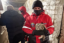 Волонтеры спасли застрявшую в бетонной трубе сову под Саратовом