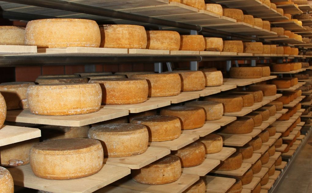 Производства сыра и творога выросло в Удмуртии за первый квартал 2024 года