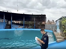 Данные о гибели 28 крокодилов при пожаре в Ейске не подтвердились