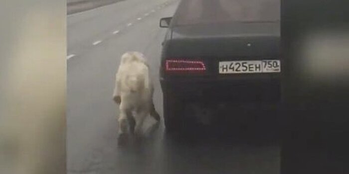 "Поставить на лапы". Спасенному алабаю ищут новую семью