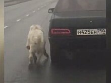"Поставить на лапы". Спасенному алабаю ищут новую семью