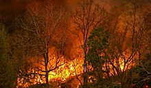 Почему горят российские леса?