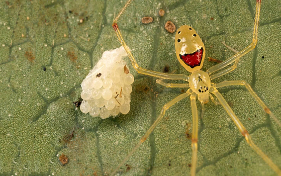 Новые виды «улыбающихся» пауков назвали в честь Мишель Обамы и Леонардо ди Каприо