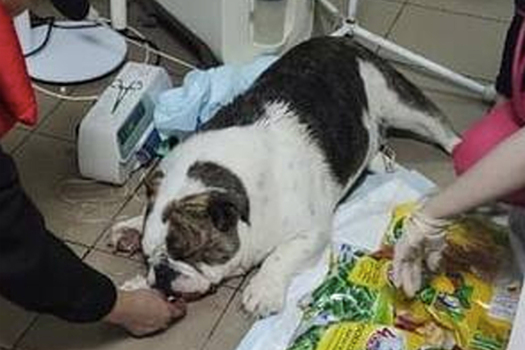 Летевшая в Москву собака умерла сразу после прибытия