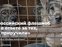 Движение ЭКА: учимся заботиться о бездомных животных