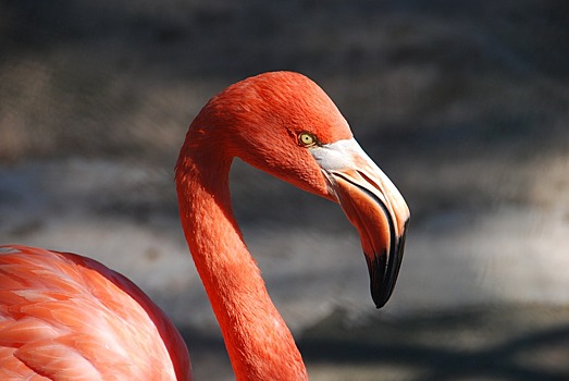 Ученые заставили мертвых фламинго стоять на одной ноге