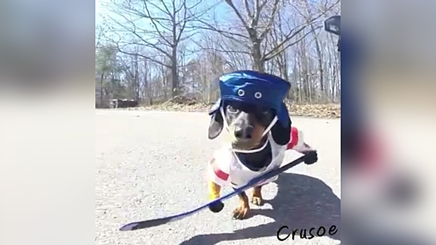 Таксы играют в хоккей