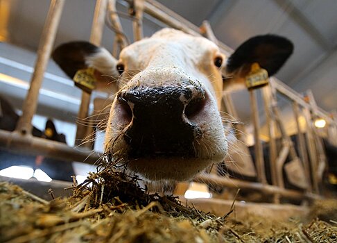 Узбекские фермеры закупают коров из Германии, а коз из Франции