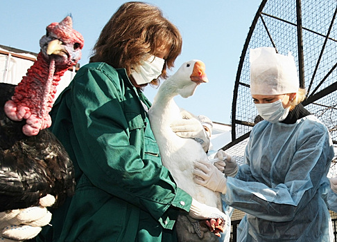 Россиян предупредили об угрозе птичьего гриппа