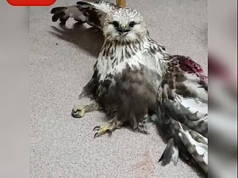 Нужна помощь: в Белогорске нашли раненую птицу