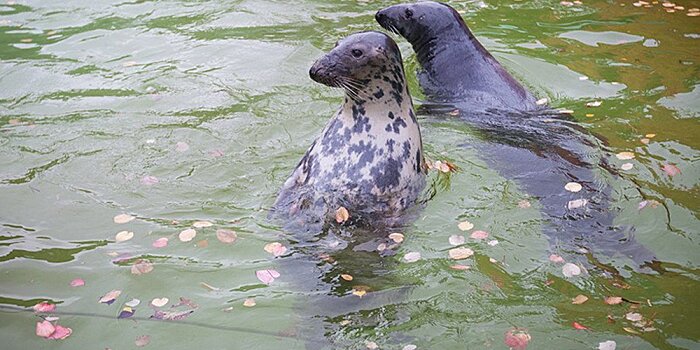 Калининградский зоопарк выпустил в Балтийское море спасенных тюленей
